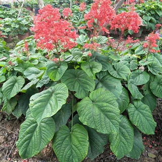 205供应 美丽桢桐 60-100cm袋苗 桢桐花 基地直销 多年生花灌木