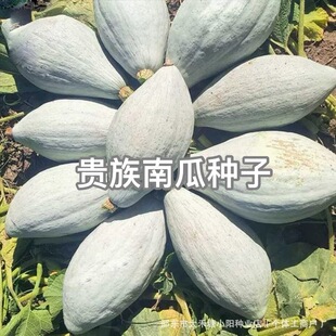 �F���ϹϷN�ӽ�z����ϷN���½������۱��Ϲ��Ѵ����ļ��߲˷N��