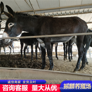 �F���Bֳ���H�Ј���ô�� ë�H�Ј�ǰ�� С�H�x���Ј�����