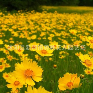 �������󻨽��u�շN�� �ļ��ײ��������X�ջ��Ѿ��^���ܻ����N��