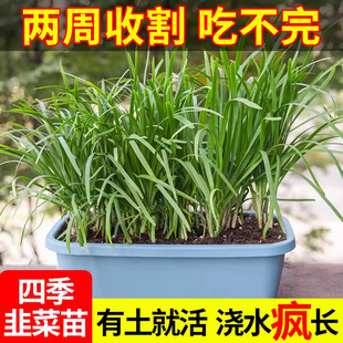 ²˸NֲrҬFϸ׸²˸̨ͥԺļNֲ߮a