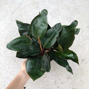 �V�����l �G����140 �t� ���ԾGֲ�҃Ȼ��܃����՚���B��ֲؔ��