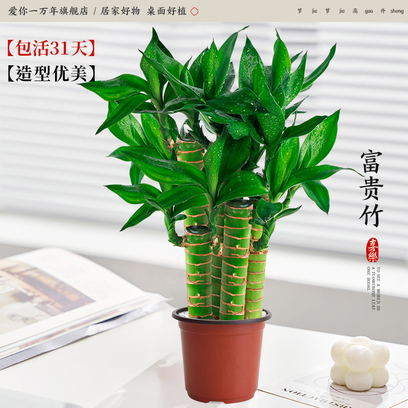 [무성한 스타일] 행운죽 5개(오리지널 흙냄비) + 무료 영양액