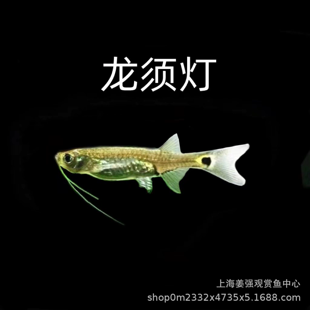 Южноамериканский Дракон борода лампа рыба живая тропическая рыба Чистка рыба Трава Аквариум инструмент пленка для обезжиривания рыбы рыба хороший помощник жить оптом