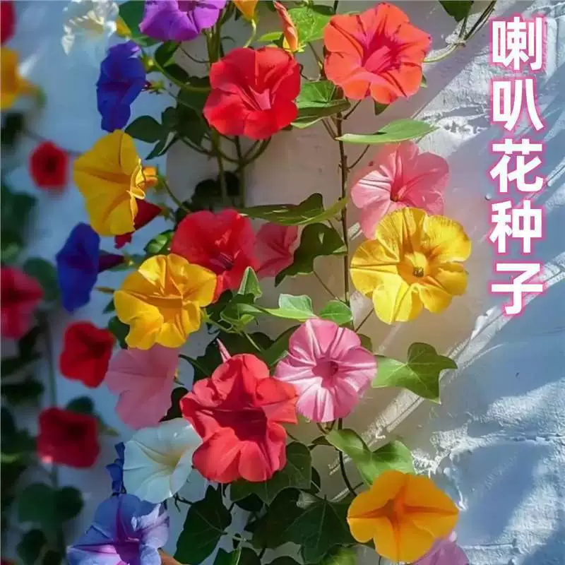 Семена петунии, лоза ранней славы, цветы гигантской петунии, всесезонные семена цветов, легко выращиваемые семена в горшках для балкона и двора.