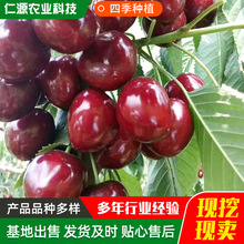 ����ֱ��������ľ����Y�� �޽ә��Ҙ� ���簫��܇���ә��Ҙ���