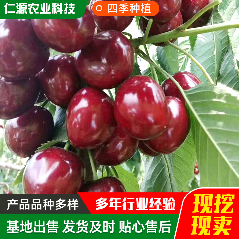 樱桃树苗基地供应 车厘子树苗樱桃树苖南方北方种植大樱桃苗
