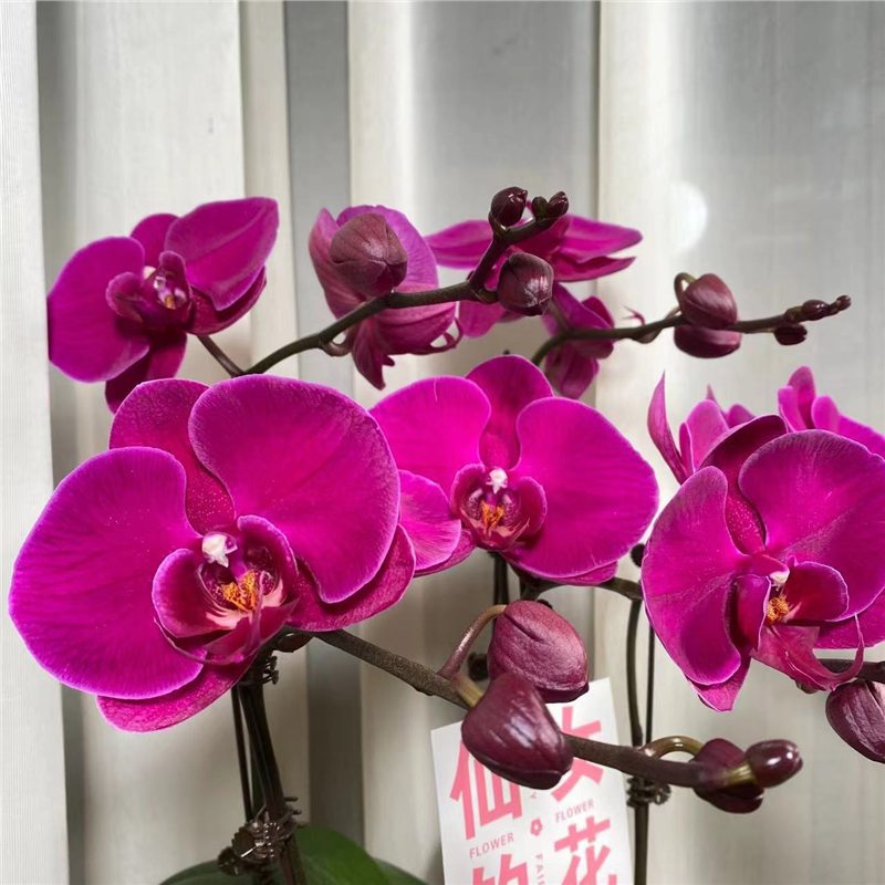 orquídea mariposa con brotes de flores planta en maceta sala de estar orquídea planta de interior flores en todas las estaciones buena para alimentar dendrobium orquídea planta verde image 6