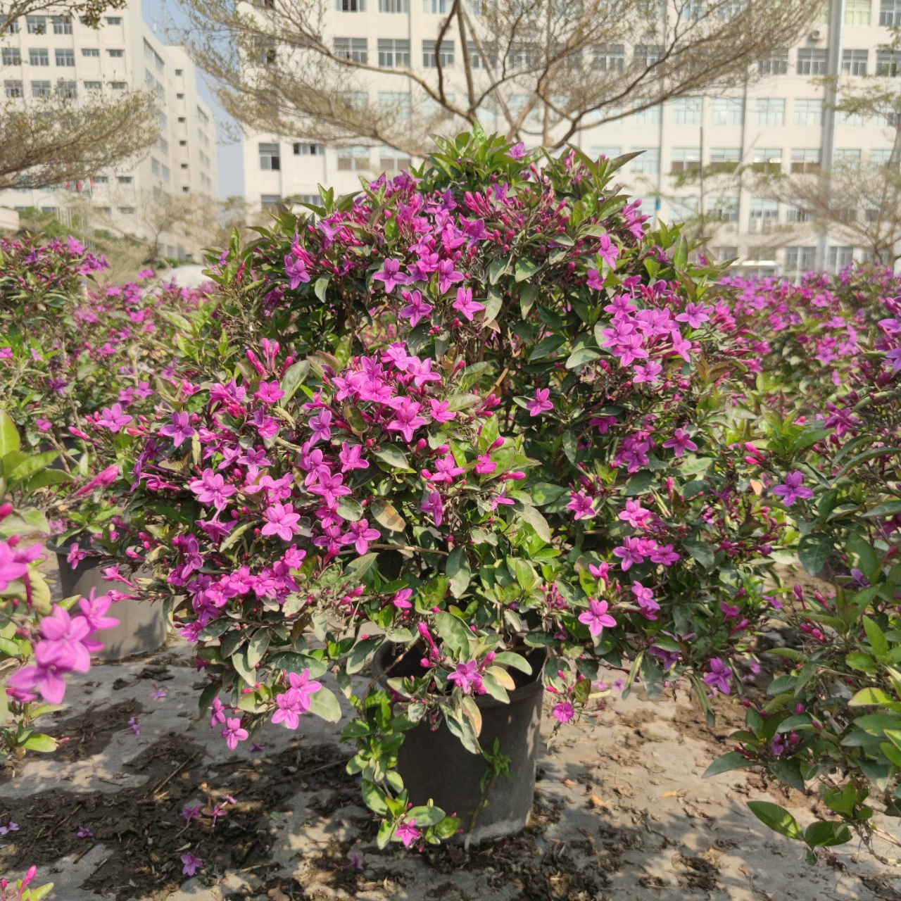 2302 база поставляет фиолетовые облака рододендрон 60-80 см