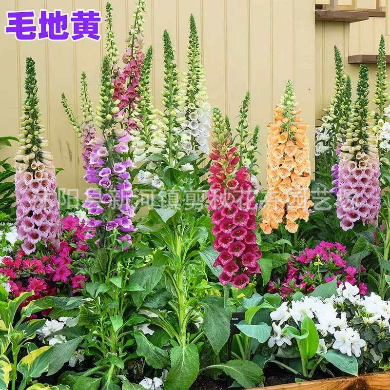 Наперстянка семена палец верх Цветок Подвесные часы цветок семена двор цветочное зеркало крытый и открытый балкон морозостойкий осенний посев семян цветов