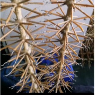 ����Ó���   �V�|�d���_��ԭ�����ӄ��S�ҹ���