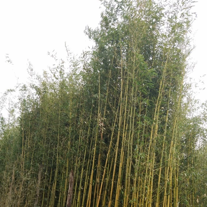Оптовая продажа декоративного бамбука в горшках: золотой бамбук, зеленый бамбук, бамбук «жадеит».