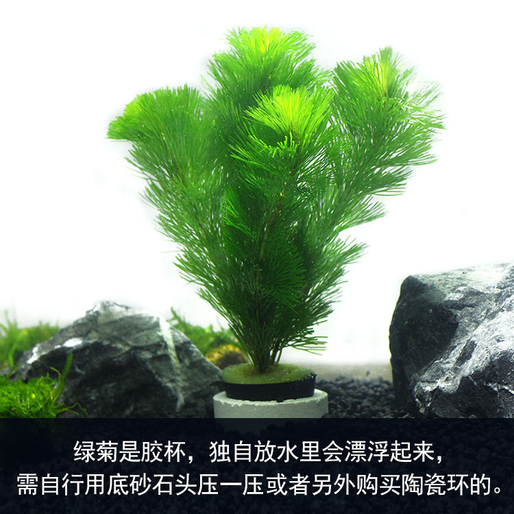 冷水水草耐低温金鱼藻鱼缸植物养鱼真草水质净化不怕冷水下绿植 种苗花卉网