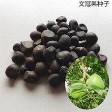 ɢ�b�²��Ĺڹ��N�� �؃r�Ĺڹ�����N�� ѿ�ʸ� ��ե�� ������ľ