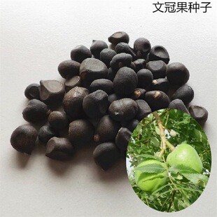 ɢ�b�²��Ĺڹ��N�� �؃r�Ĺڹ�����N�� ѿ�ʸ� ��ե�� ������ľ