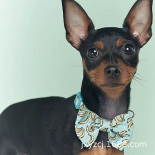 ����С¹Ȯ��Ȯ���w���ﹷ��С¹��С�����pȮ�豭Ȯ�ɐ�