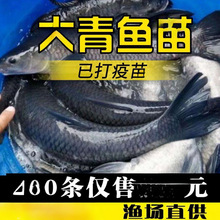草鱼苗鱼苗淡水大快大家四包活鲫鱼苗螺蛳鱼塘养殖鱼青鱼苗型活体
