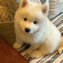 萨摩耶幼犬活体狗小狗纯种狗狗活狗雪橇犬工作犬宠物犬中型犬动物