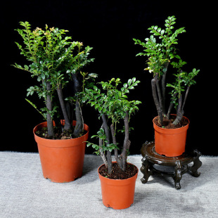 ӡ��С�~��̴�N�� ���~̴ ����ľ �S��ľ ̴���N�� ���Fľ����