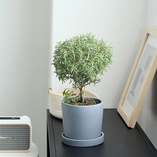 北欧风简约ins陶瓷小号兰花家居花盆陶土圆形创意绿植带托盘套盆