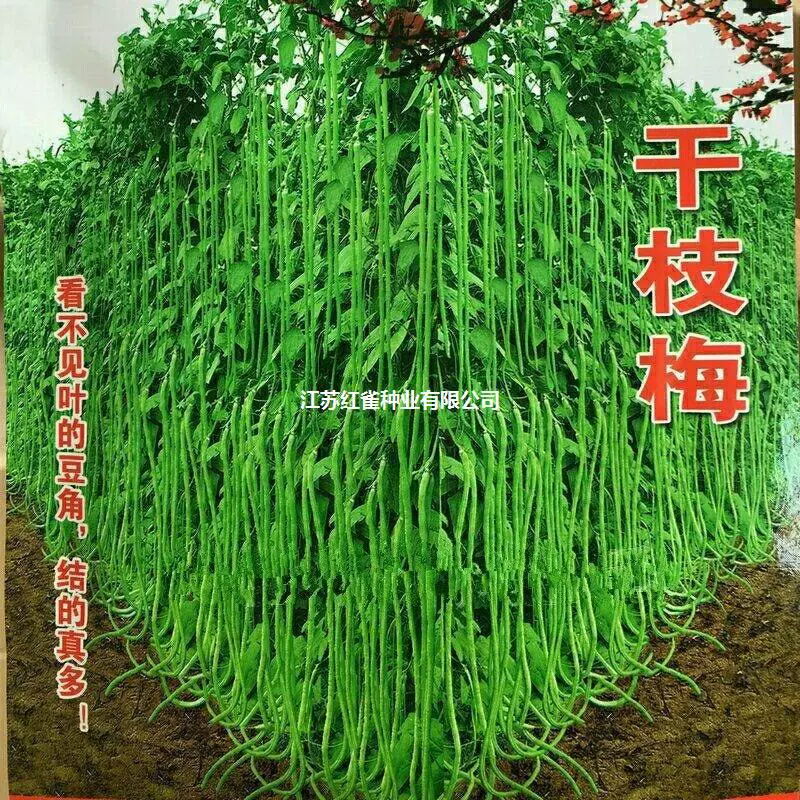 Специальные сушеные ветки и семена сливовых бобов Высокая урожайность ранней зрелости Весна и осень Четыре сезона Легко посеять Семена овощей во дворе Пастырские семена коровьего гороха