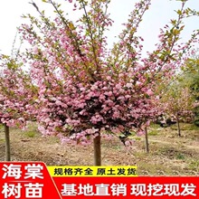 �������Ę���ͥԺ�����ͺ�ֲ���L����ߗU���z�������Ի����^��