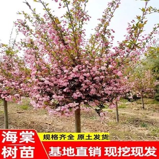 �������Ę���ͥԺ�����ͺ�ֲ���L����ߗU���z�������Ի����^��