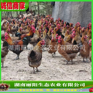 ���l�ڬ��u����w���u�к��_���u�F�ݱ����u�r�r��ɽ�ط��B��ɽ�u