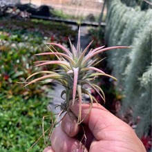 ՚Fm fh lɫ߶ƷN ^~ֲ˻ oֲl