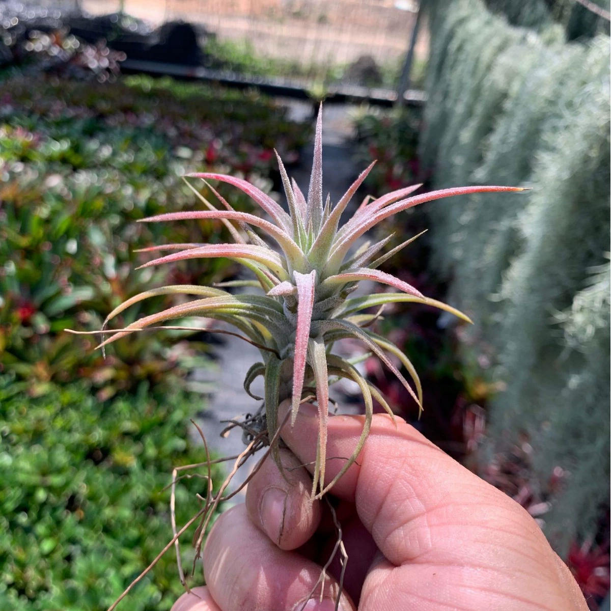 Air Tielan Wanhanfa Розовые высококачественные сорта Лиственные растения Ленивые цветы Беспочвенные растения оптом