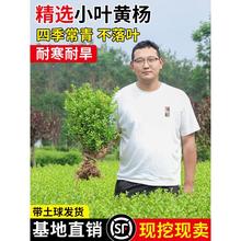 小叶黄杨苗瓜子黄杨球苗庭院篱笆绿化独杆黄杨树苗大叶黄杨冬青苗
