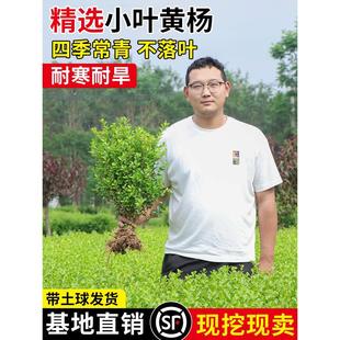 С�~�S��������S������ͥԺ�h�ʾG�����U�S�������~�S�����