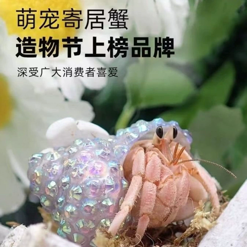 Детские ленивые питомцы Land hermit crabs — наземные ручные крабы, живые пресноводные ягоды, короткий хвост, серо-белые тёмно-фиолетовые декоративные крабы