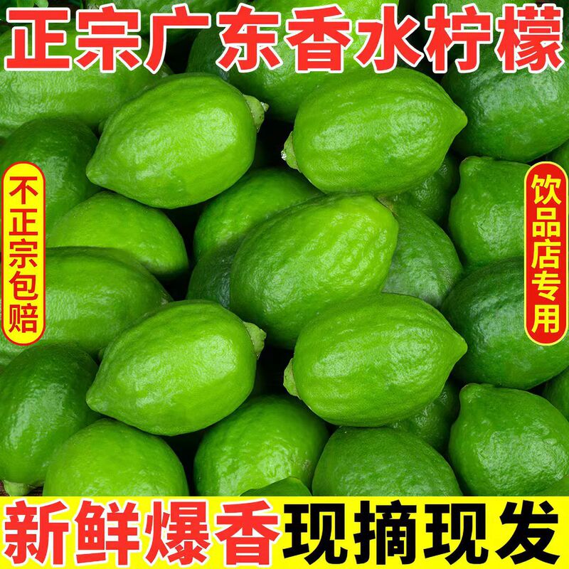 Freshly Picked Authentic Guangdong Fragrant Lemons, Seedless, First-Grade Large Fruits, Specially for Milk Tea Shops, Green Lemons for Wholesale