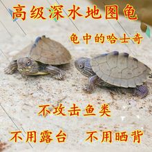 [深水龟]地图龟清洁龟宠物水龟观赏龟活物深水观赏小乌龟