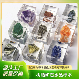 [Monthly Sales 1000] Insect Amber Specimens, Plant Shell Specimens, 9 Crystal Plant Suits