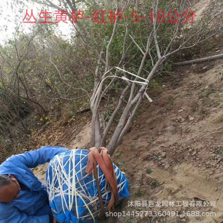 Кластерные саженцы барбариса с красными листьями, полные характеристики, саженцы барбариса с красными листьями 5-12cm для озеленения общественных дорог и парков