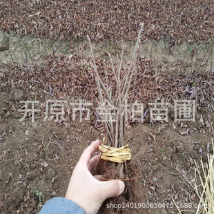 ���l���~����С�� �������� ��ƿ���JͥԺ���ͳ��� �����е���