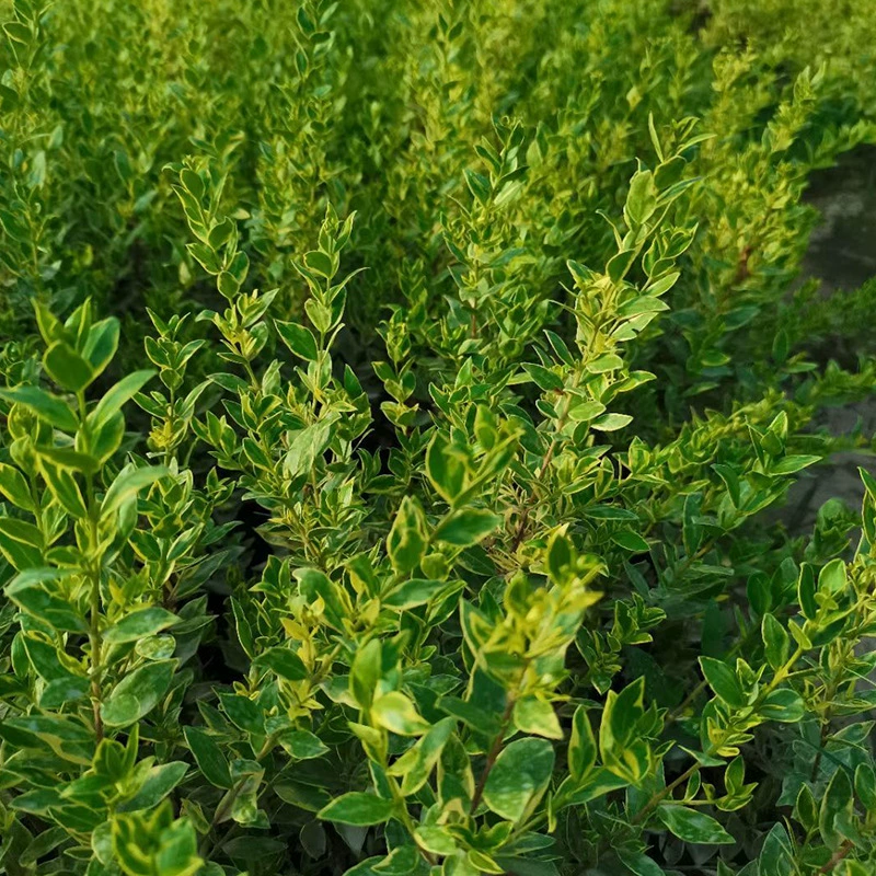 База оптом озеленение цветов и листьев ароматных персиков рассада цветов и листьев ароматных персиков озеленение проект рассады один год рассады