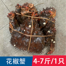 活冻花椒蟹速冻花咲蟹冷冻花椒帝王蟹长脚蟹4-7斤1只新鲜海鲜商用