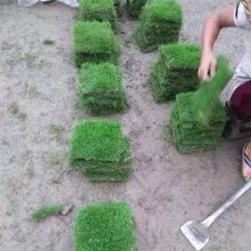 Манильский газон с почвенным газоном Зеленая трава Четыре сезона Зеленый газон Ландшафтный дизайн Trample Устойчивая трава