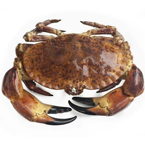 新鲜生冻面包蟹爱尔兰冰鲜超大黄金蟹满黄螃蟹珍宝蟹餐厅可用