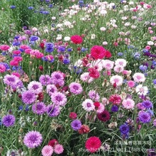 矢车菊花种子美丽乡村花籽耐寒蓝芙蓉种子道路景观绿化花卉花种籽