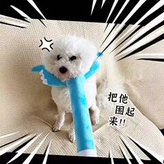 小狗狗毛绒玩具讨伐棒插狗棒耐咬比熊泰迪逗狗棒宠物消耗体力解闷