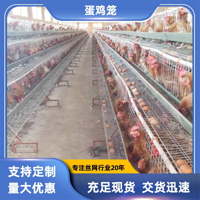 蛋鸡笼现货出口非洲赞比亚家庭式饲养蛋鸡笼具佛山工厂
