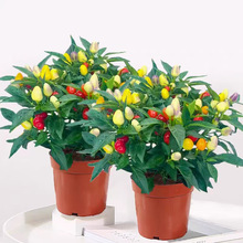 �߲����������Ԏ�����ʳ����ʽ�С�׽����������̨ͥԺ�ļ��Nֲ