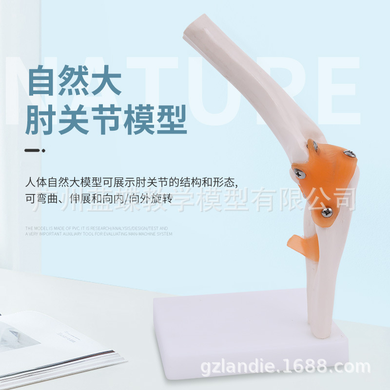 �ؽڹ���ģ�� ������ؽڹ���ģ�� �ؽڹ����걾 ������ؽ�ģ��