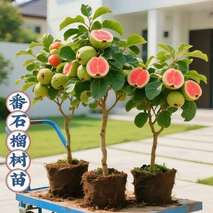 ��ʯ�����Ř��t�Ĺ������޽��ϱ����NֲͥԺ���Ե����ļ�����