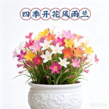 风雨兰种球重瓣韭兰葱兰花苗观花卉绿植盆栽种子庭院阳台四季开花