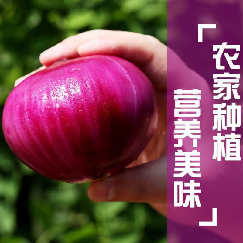 洋葱批发价新鲜现挖紫皮生吃水果圆葱头当季蔬菜农家自种一件批发|ms